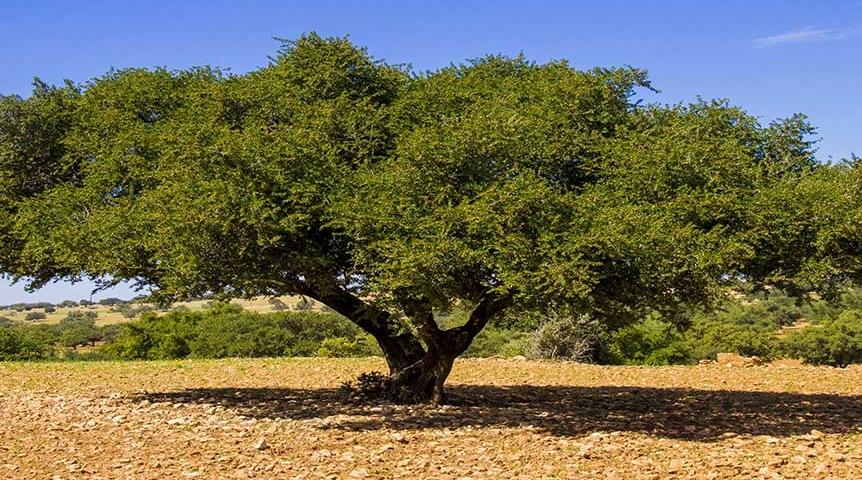 حكايات شجرة الاركان تلهم زوار الجناح المغربي في إكسبو دبي