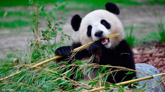 مقاطعة سيتشوان الصينية تضع برنامجا لتحسين ظروف عيش الباندا