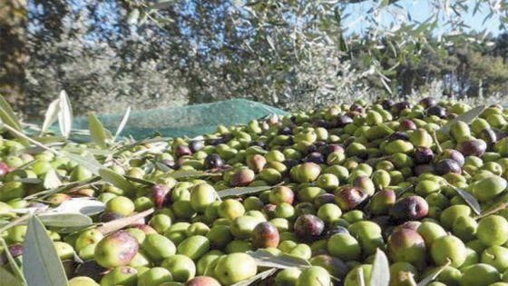 ارتفاع إنتاجية الزيتون في إقليم صفرو بنسبة 4 في المائة