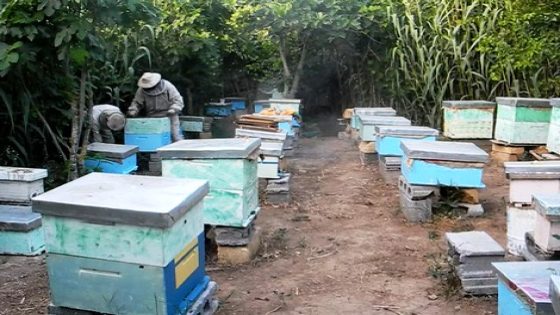اختفاء النحل ببعض المناطق ظاهرة جديدة استبعدت التحريات أن تكون بسبب مرض
