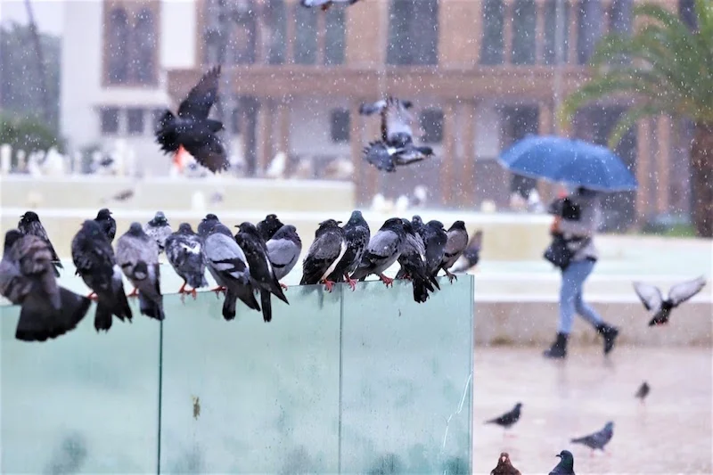 pluie_1