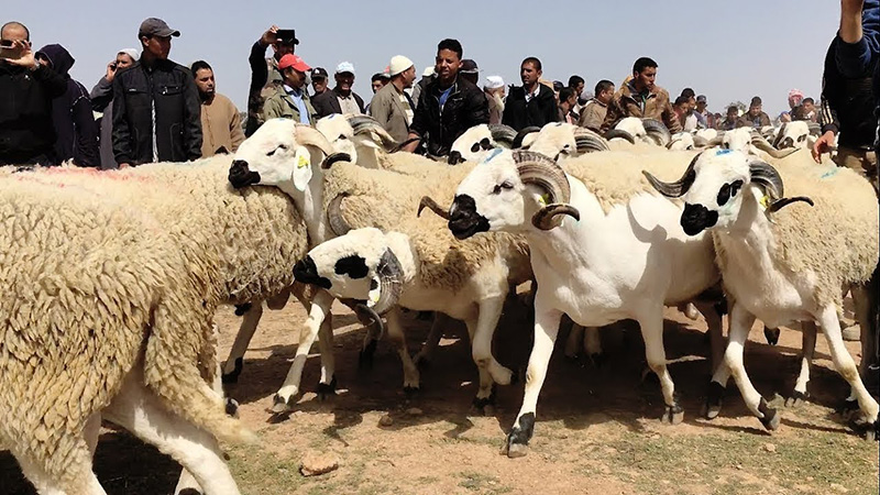 أكباش خروف
