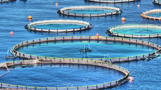 المدعي العام الاسباني  يقضي بقانونية ” مزرعة الاسماك” بسواحل  الناظور  وينهي الجدل القائم